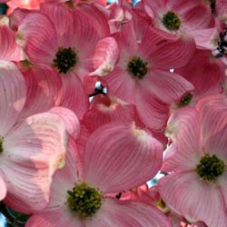 cornus florida rosa